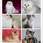 湖北省蓝猫基地◆卖蓝猫的地方
