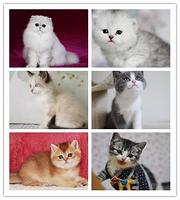 张家界附近哪里有蓝猫卖◆猫场常年卖纯种蓝猫
