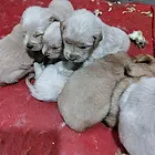 出售自家小金毛