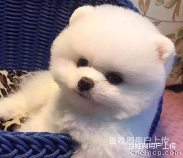 钦州至全国宠物托运（猫狗）陆运/空运托运价格至全国宠物托运（的图片