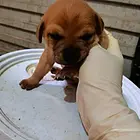 土狗出售