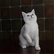 泉州哪里有卖纯种银渐层的猫场基地，本地银渐层价格