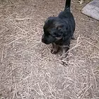 出信德牧幼犬