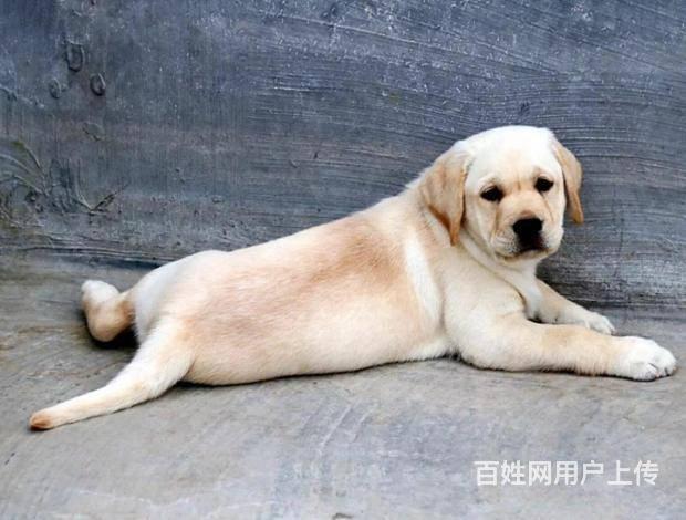 纯种拉布拉多犬价格 赛级拉布拉多 大骨架拉布拉多犬