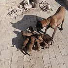 自己家繁殖的马犬幼犬