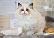 哪里有卖海双布偶猫的 布偶猫掉毛吗 温顺黏人哦