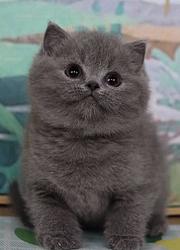 曲靖自家繁殖纯种大包子脸蓝猫 疫苗齐全包健康
