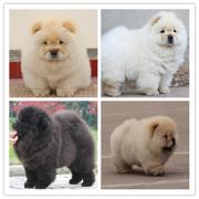 通辽松狮幼犬哪里有卖，出售纯种肉嘴蓝舌头大头松狮幼