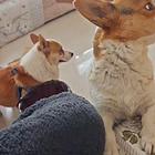 柯基犬