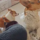 柯基犬