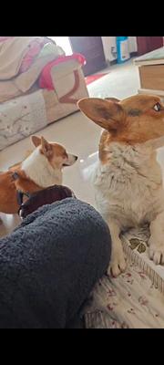柯基犬