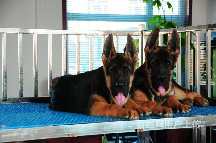 三个月德牧 德国牧羊犬 德牧幼犬 自家繁殖