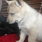 出售捷克狼犬。