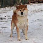 柴犬 纯种柴犬 日本柴犬 保证纯种保证健康