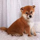 柴犬多少钱一只 保健康  出售签协议