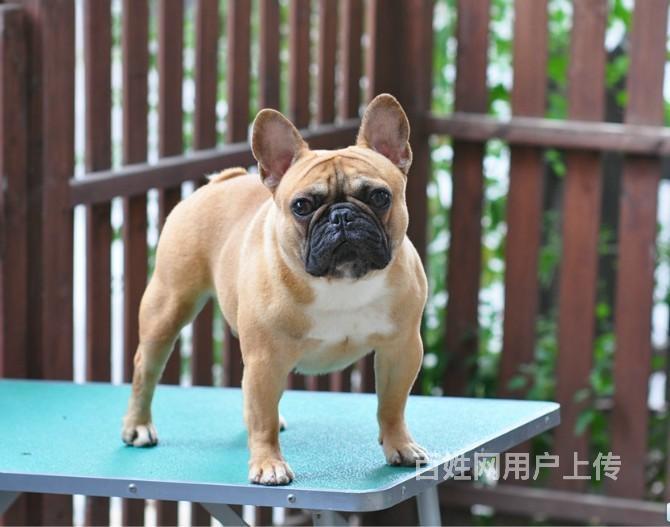 纯种英国法国斗牛犬 黑色花色奶油奶白色都有 签协议