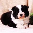 纯种健康白金血系边牧幼犬 高智商 疫苗做齐公母都有