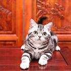 哪里有美短虎斑标斑猫幼猫宠物猫 多少钱一只