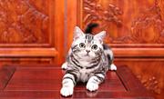 哪里有美短虎斑标斑猫幼猫宠物猫 多少钱一只
