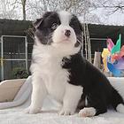 玉溪边境牧羊犬，智商*高犬，【益帆边境犬舍