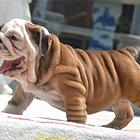 延安【十年老店】常年繁殖优质血统英牛幼犬