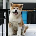 纯种赛级秋田犬，保证品质一流，可送货上门