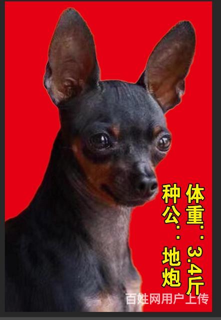 配种的图片