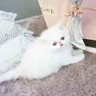 乌鲁木齐（出售）加菲猫哪里买 猫场出售纯种加菲猫