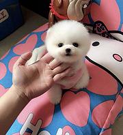 张掖哪里出售纯种博美犬？俊介博美多少钱一只？
