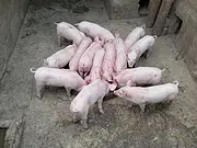常年出售，自家繁殖小猪崽，膘肥体壮