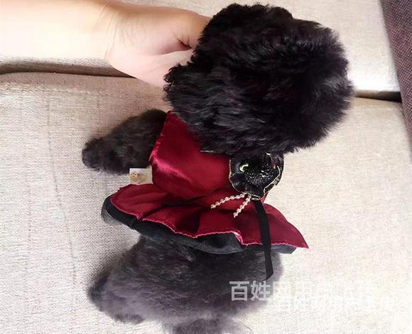 威海正规博美基地正规养殖博美的图片