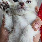 出售自家 英短纯白长毛猫