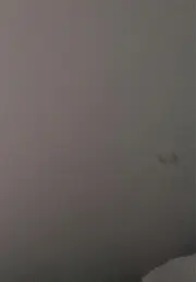 淑女观赏鸽