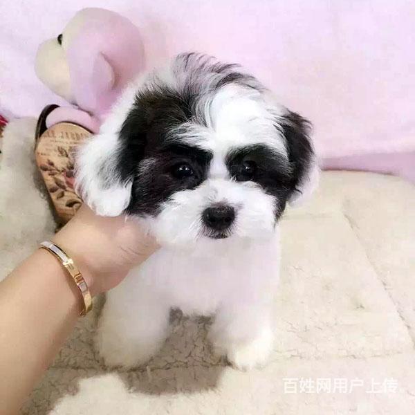 赤峰泰迪哪里买 泰迪在什么地方购买的图片