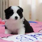 边境牧羊犬,七白到位边牧母犬幼犬欢迎选购