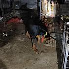 杜宾新母标价出