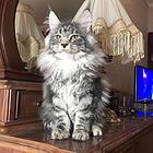 哪里有缅因猫卖的 无病无廯 双血统缅因猫多少钱