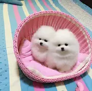 纯种球型博美幼犬 可爱至极 纯正血统 白色黄色