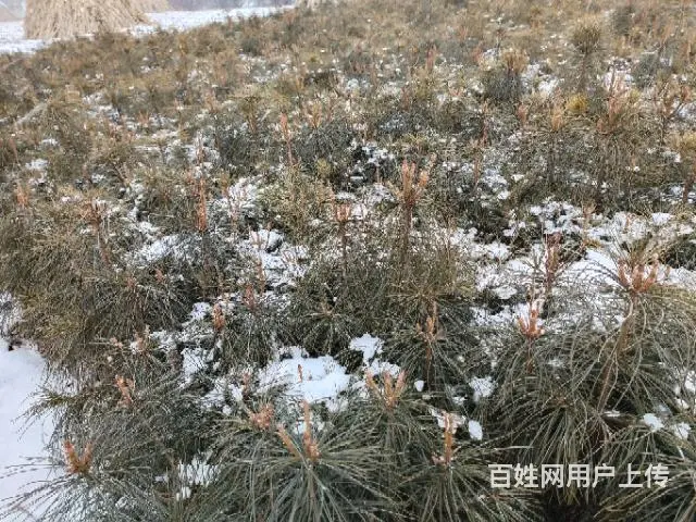 出售4年红松树苗的图片