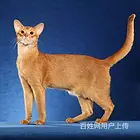 湖南衡阳纯种索马里幼猫送货上门