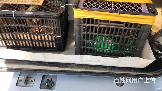 信阳淮滨宠物托运（猫狗鸽子金毛）活体运输邮寄到全国2023（的图片