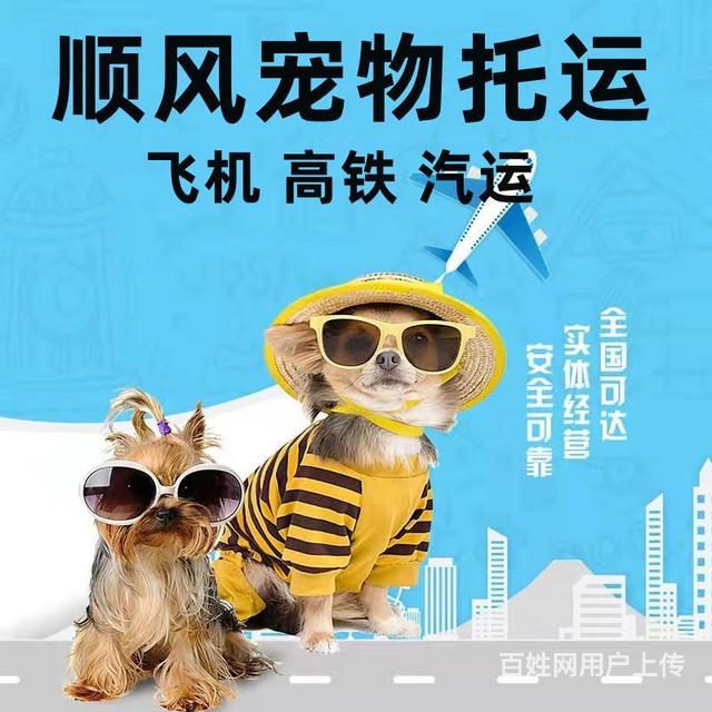 临夏宠物托运（猫狗）活体运输邮寄 （2023今日 推荐）【主的图片