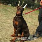 白山上哪家店可以买到杜宾