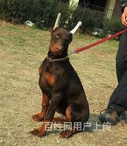 白山上哪家店可以买到杜宾