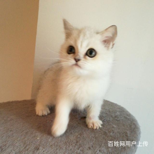 威海（出售）英短哪里买 猫场出售纯种英短的图片