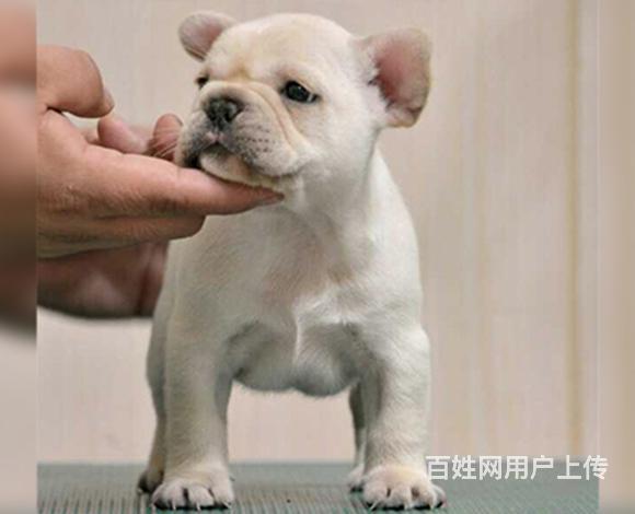 威海卖法斗的犬舍，犬舍法斗一般价位的图片