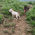 出售牛头梗犬