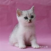 温州纯种银渐层哪里买