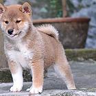 焦作哪里有柴犬的购买渠道，想买柴犬上哪看