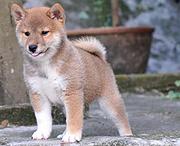通化卖柴犬的养殖场，养殖场柴犬一般卖多少钱